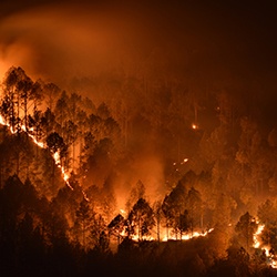 bushfire image