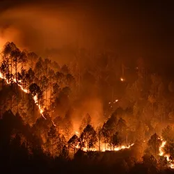 Advice when returning to bushfire affected properties. 